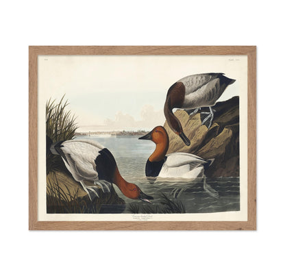 John James Audubon - Canvas backed Duck