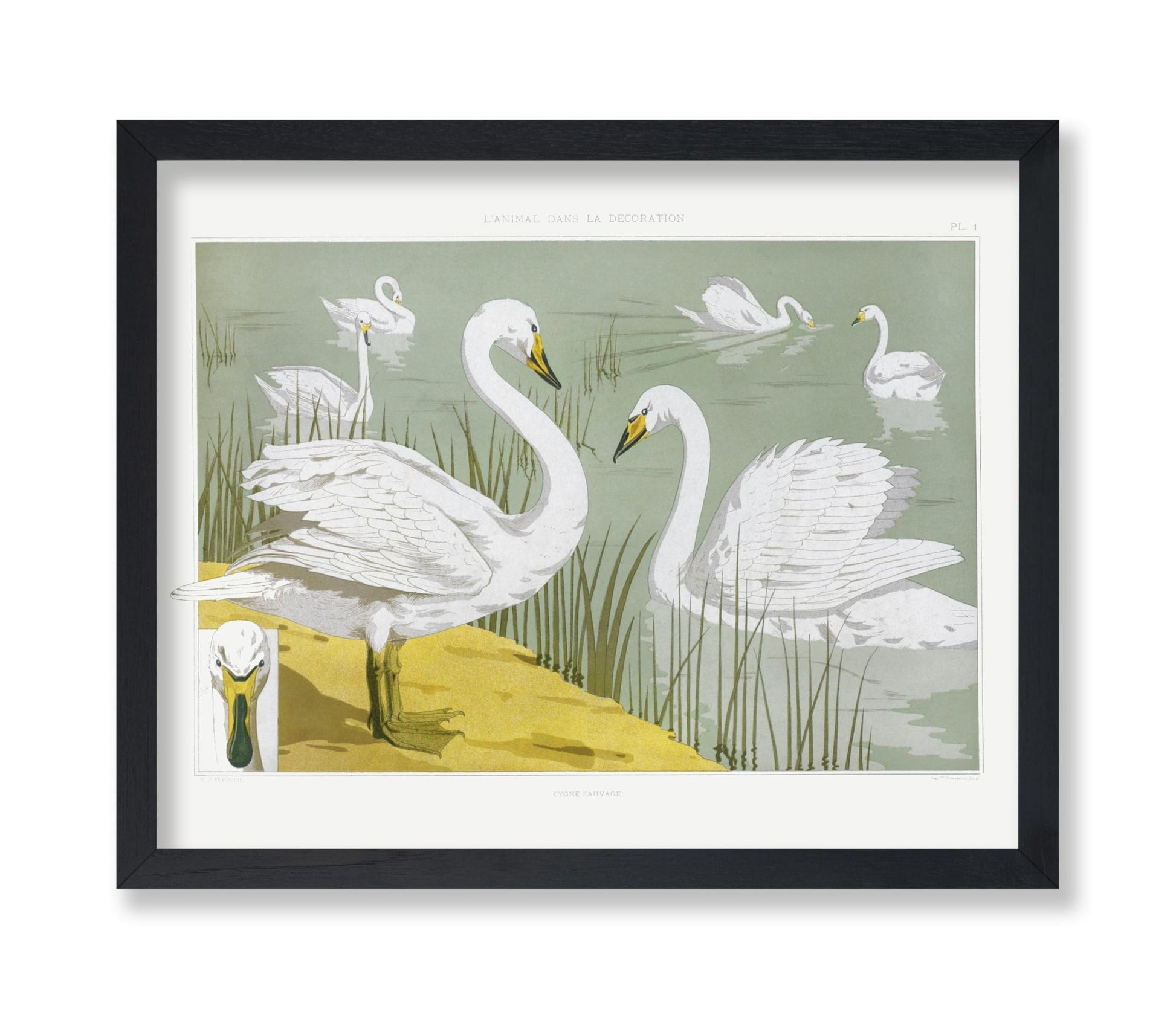 White Wild Swans