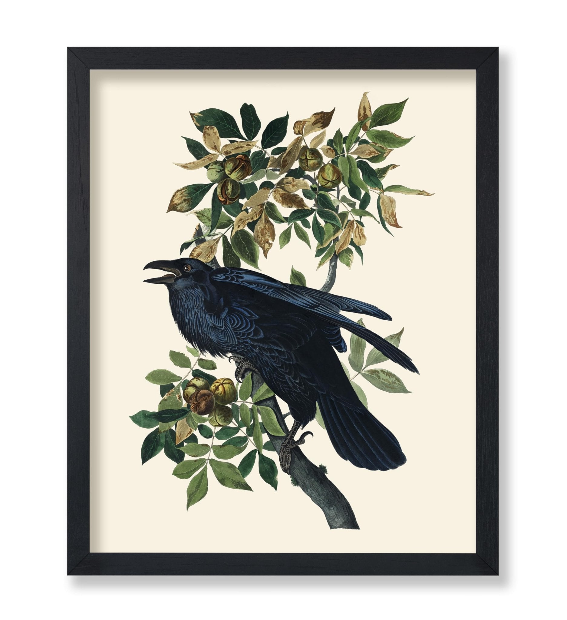 James Audubon - Raven