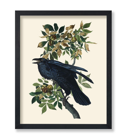 James Audubon - Raven