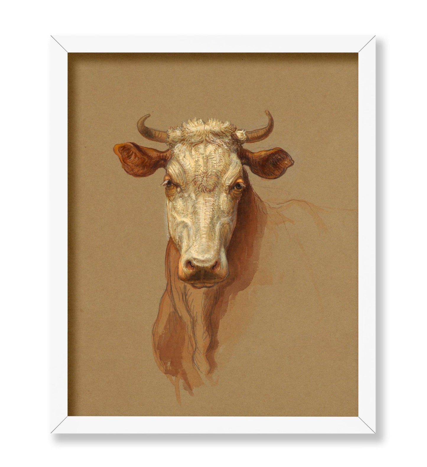 Drawing, Two Studies. Cattle