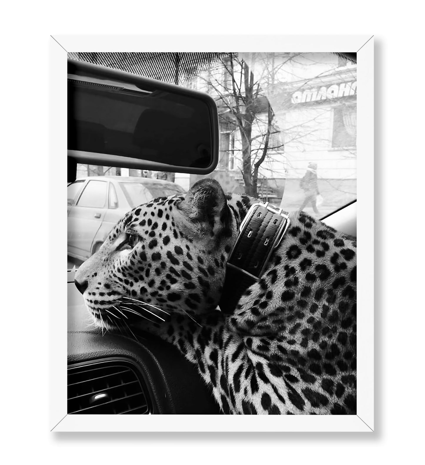 Cheetah in the Car