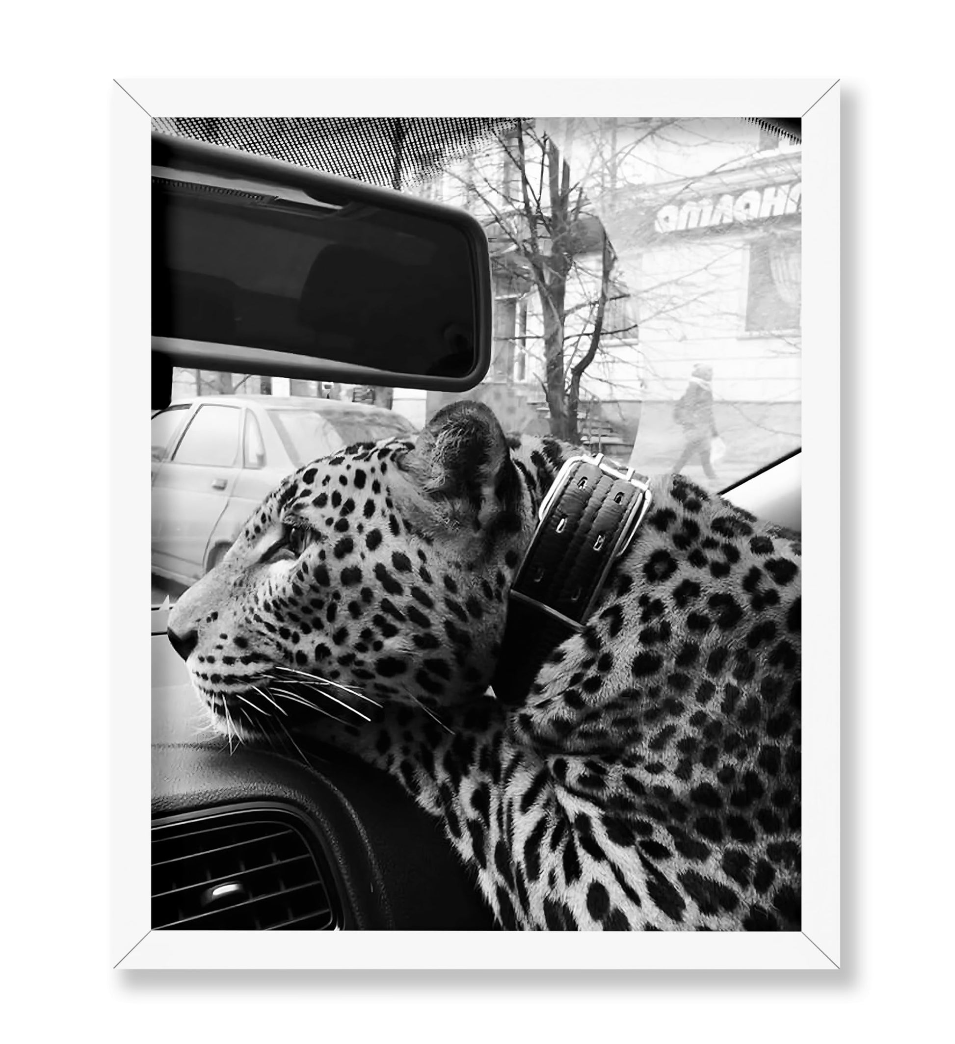 Cheetah in the Car