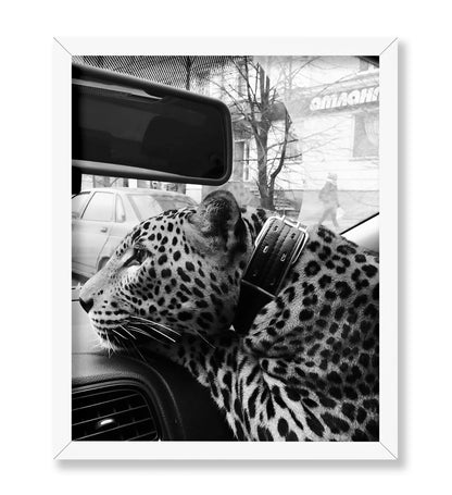 Cheetah in the Car