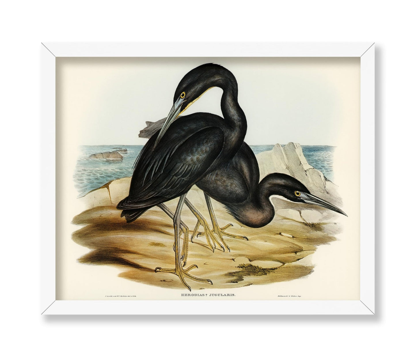 Blue Reef Heron