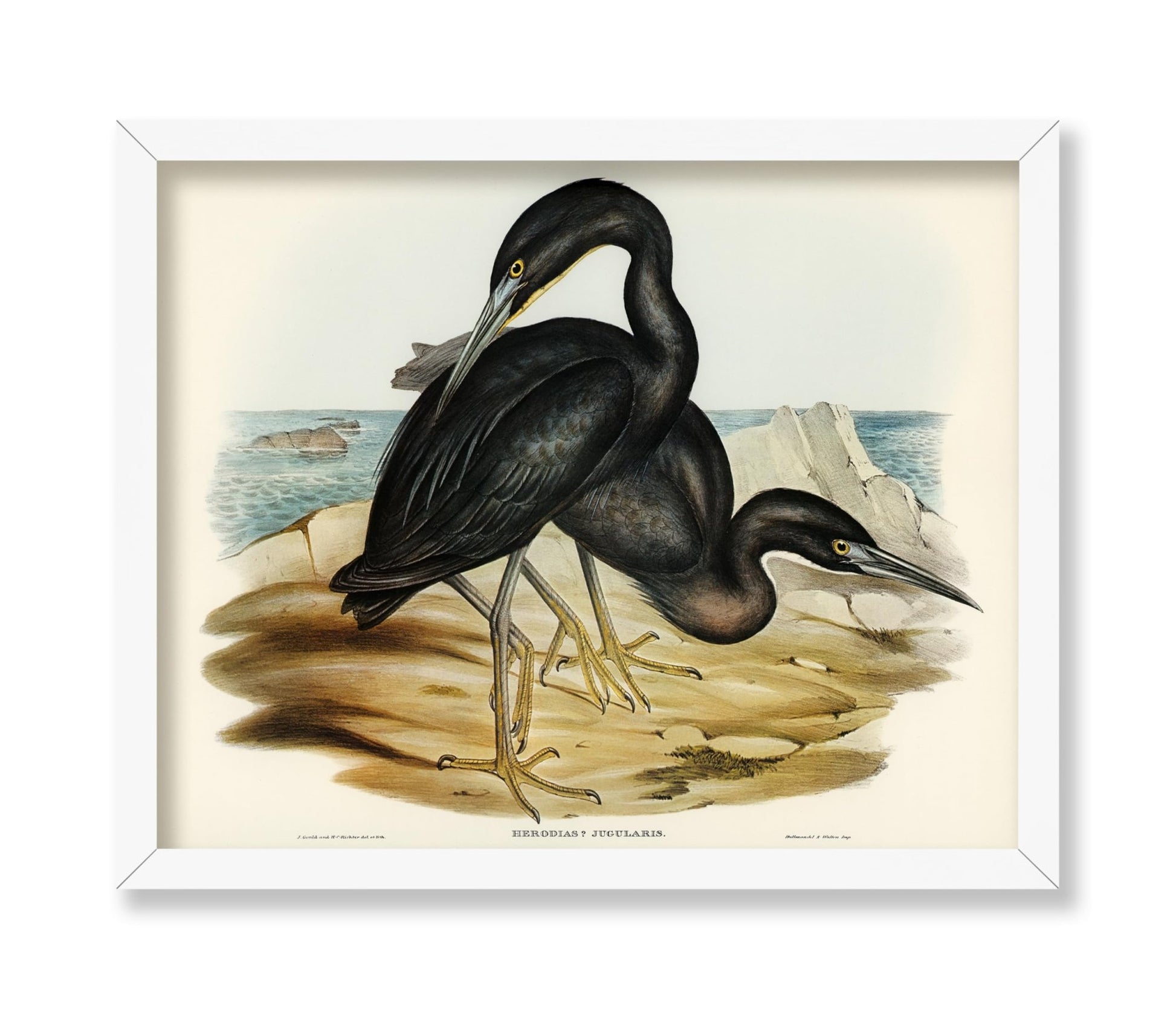 Blue Reef Heron