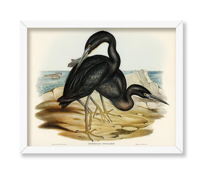 Blue Reef Heron