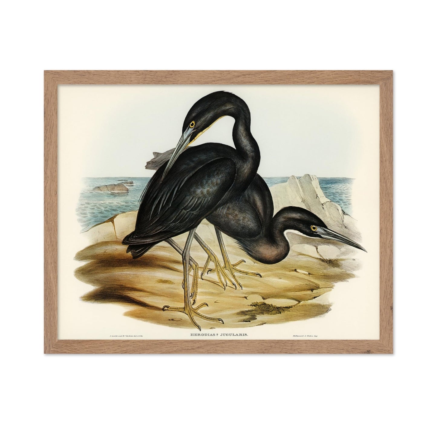 Blue Reef Heron