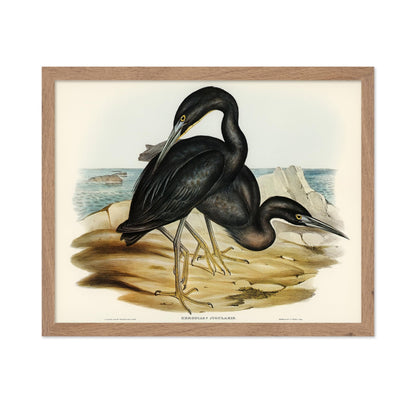 Blue Reef Heron