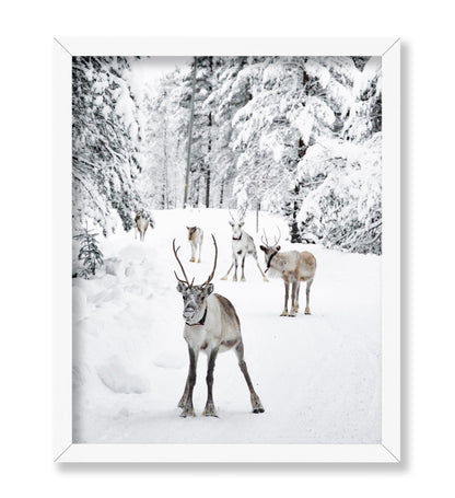 Reindeers in the Snow