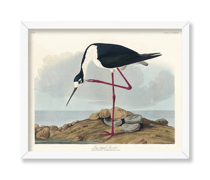 John James Audubon - Long Legged Avocet