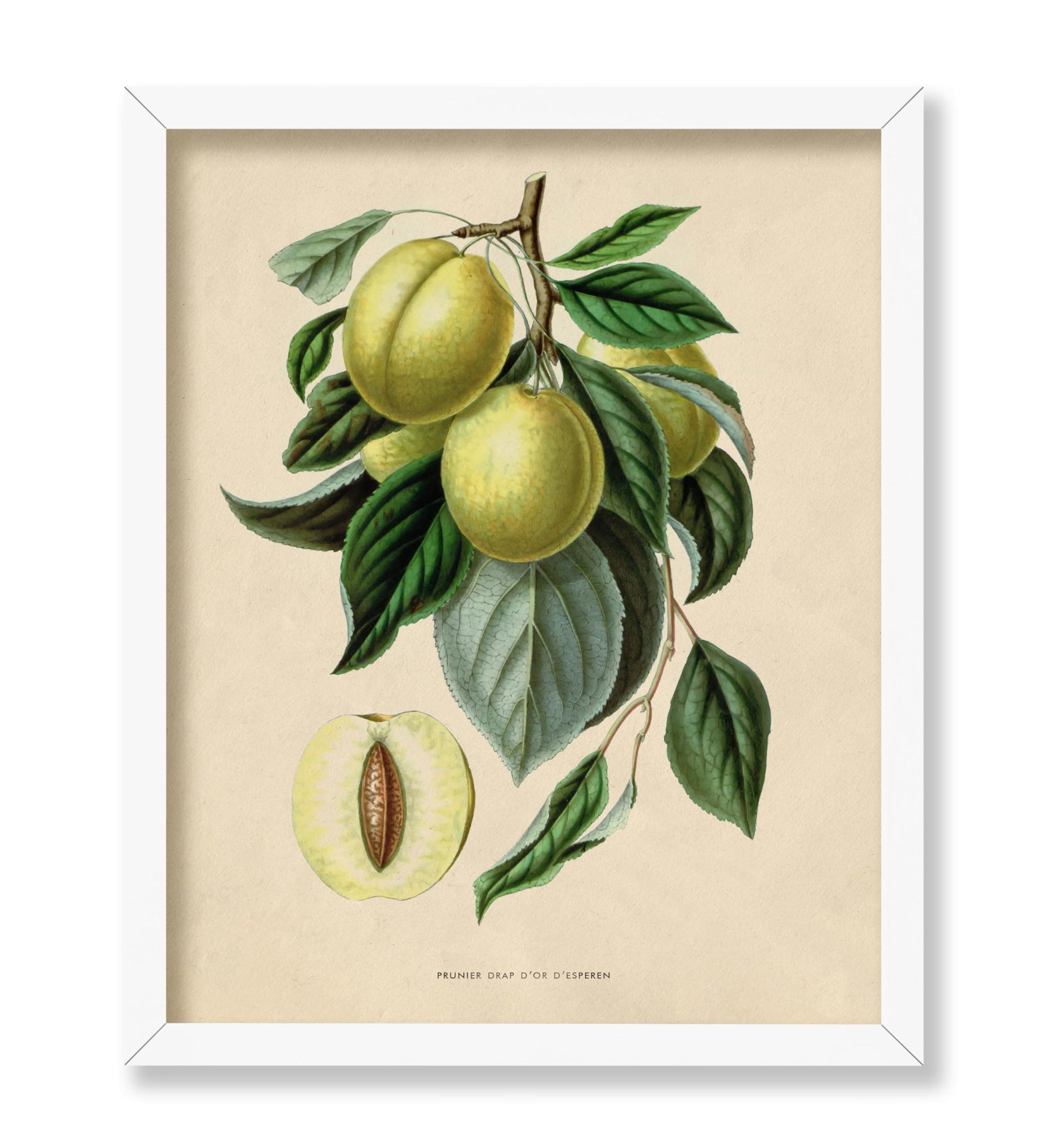Flowers of the Greenhouses - Golden Esperen Plum