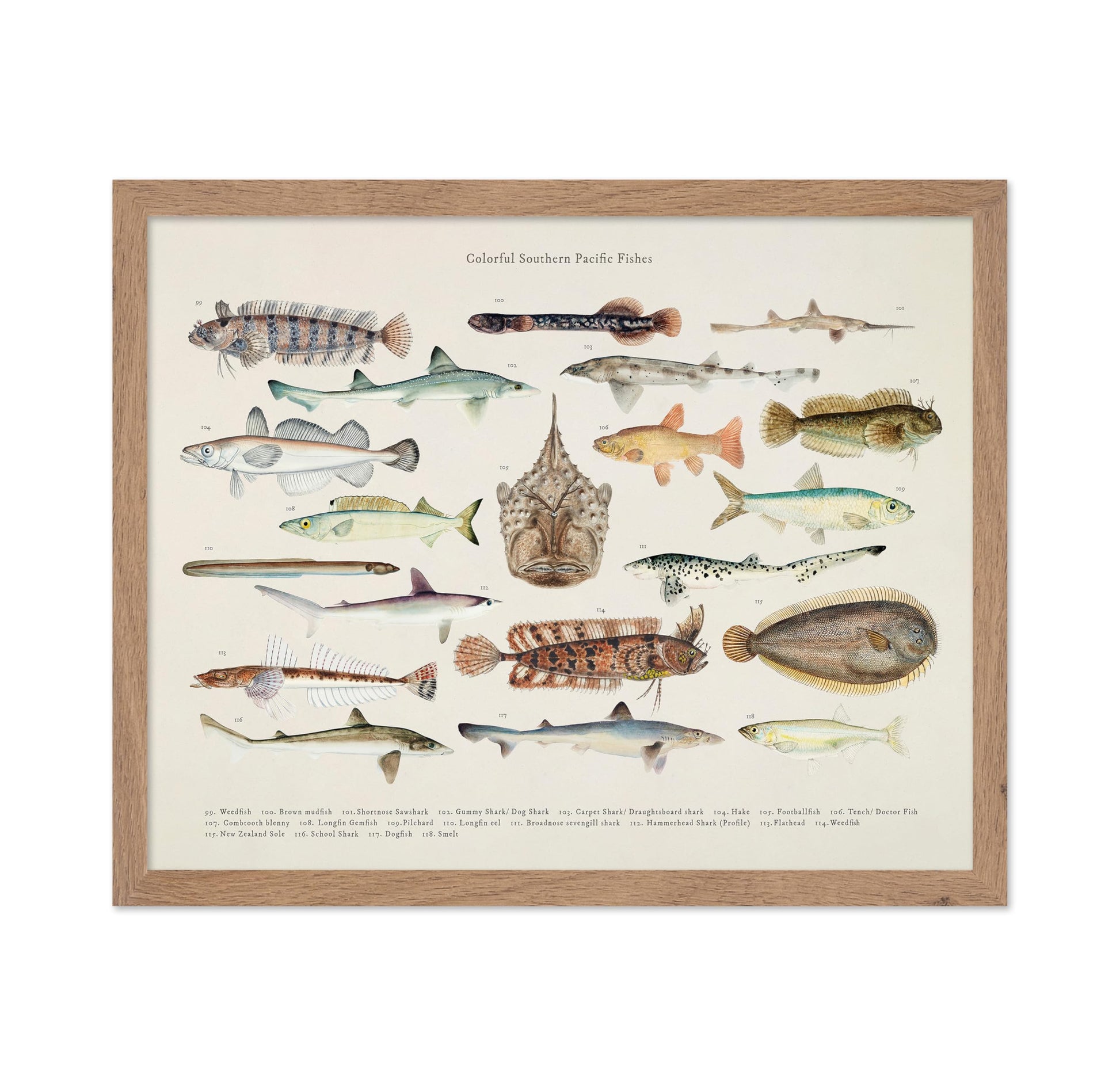 Southern Pacific Fishes No6