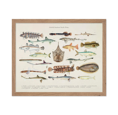 Southern Pacific Fishes No6
