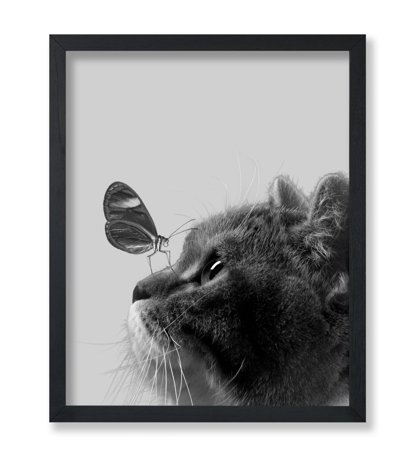 Butterfly on Cat