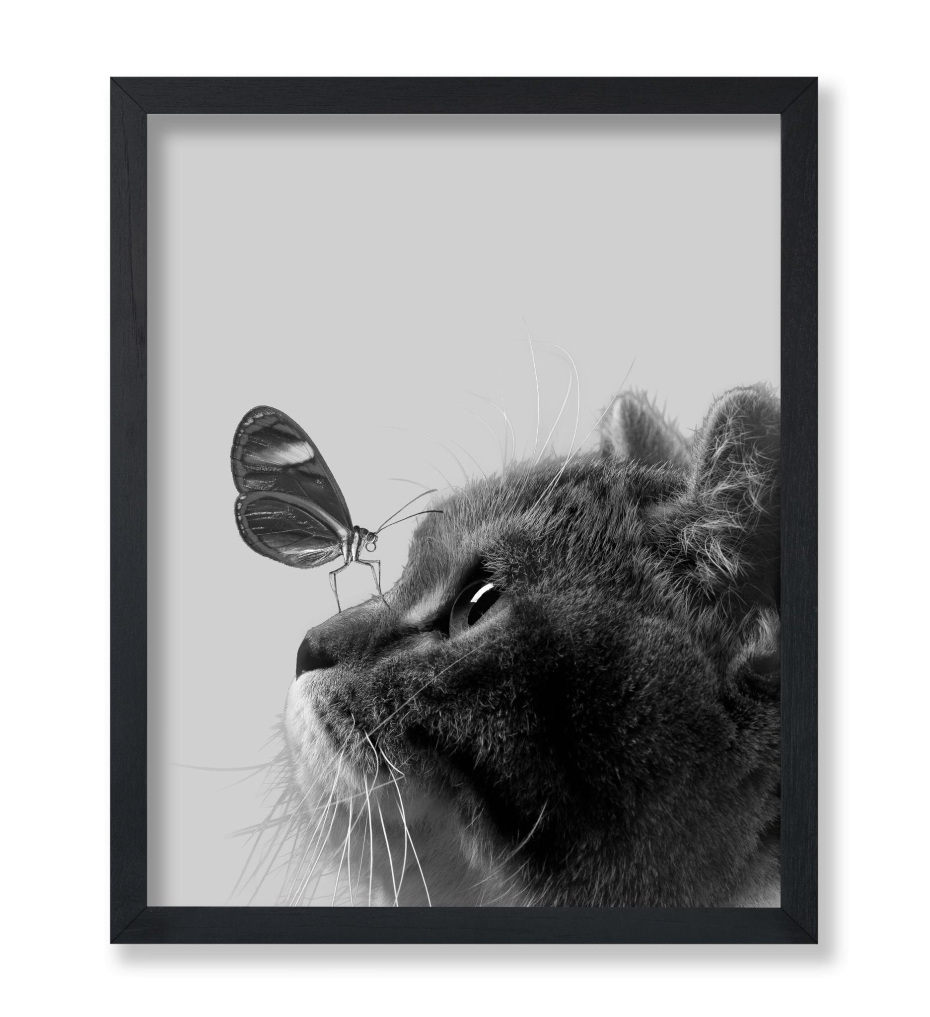 Butterfly on Cat