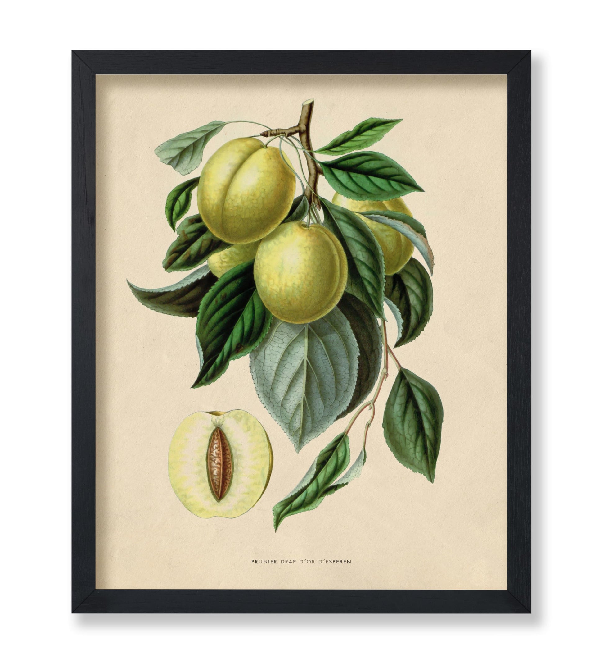 Flowers of the Greenhouses - Golden Esperen Plum