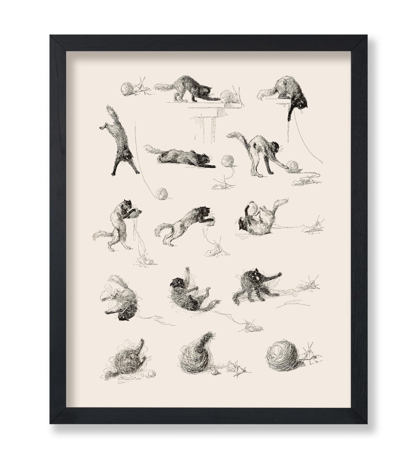 Cat Studies
