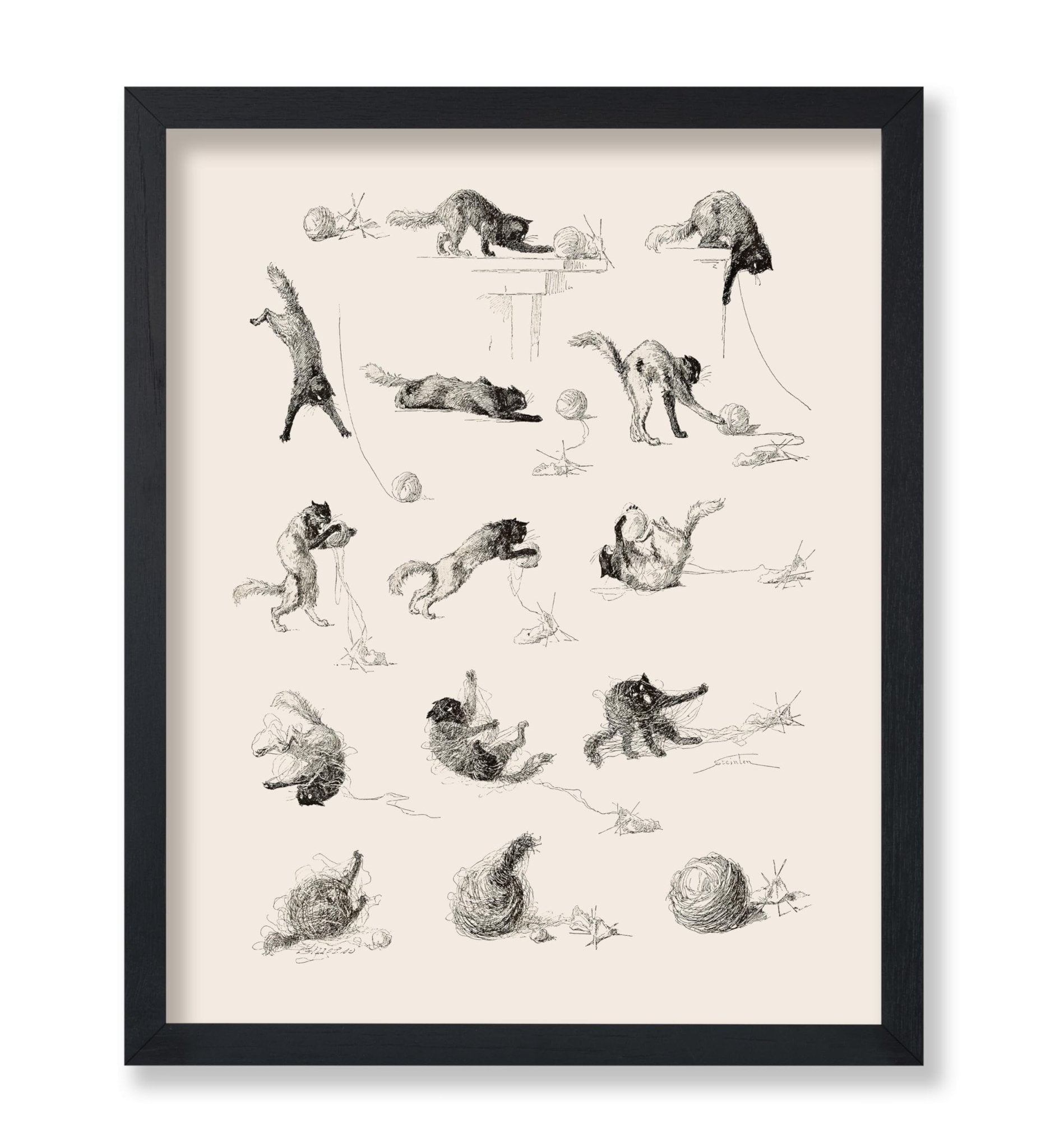 Cat Studies