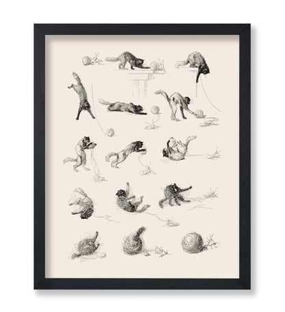 Cat Studies