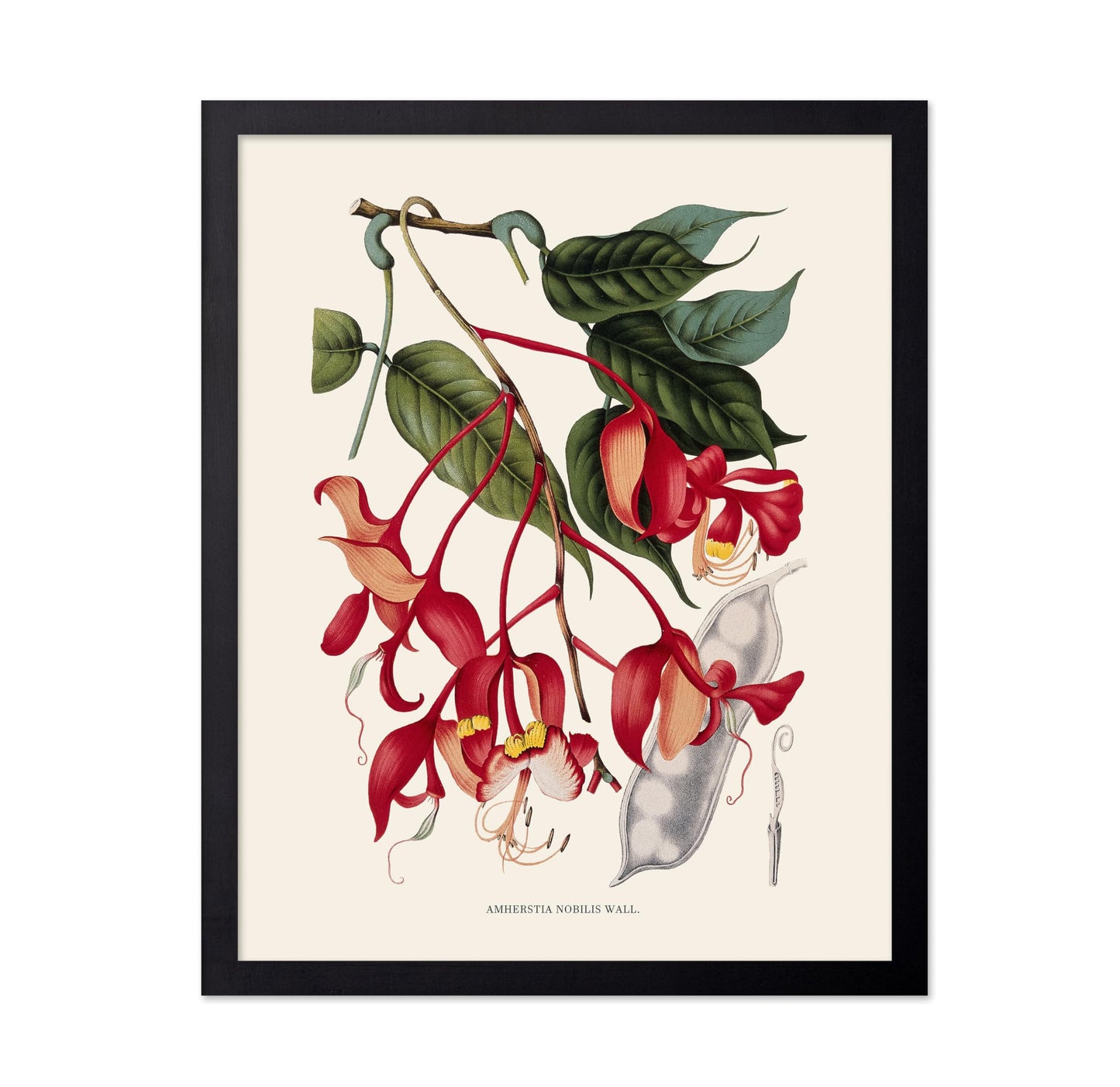 Amherstia Nobilis
