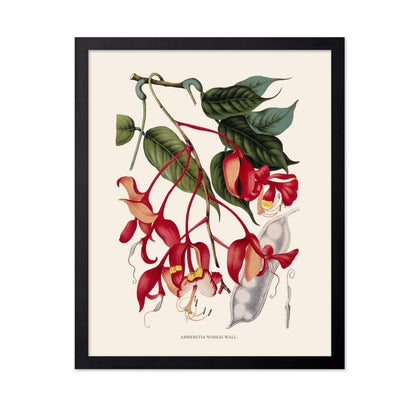 Amherstia Nobilis