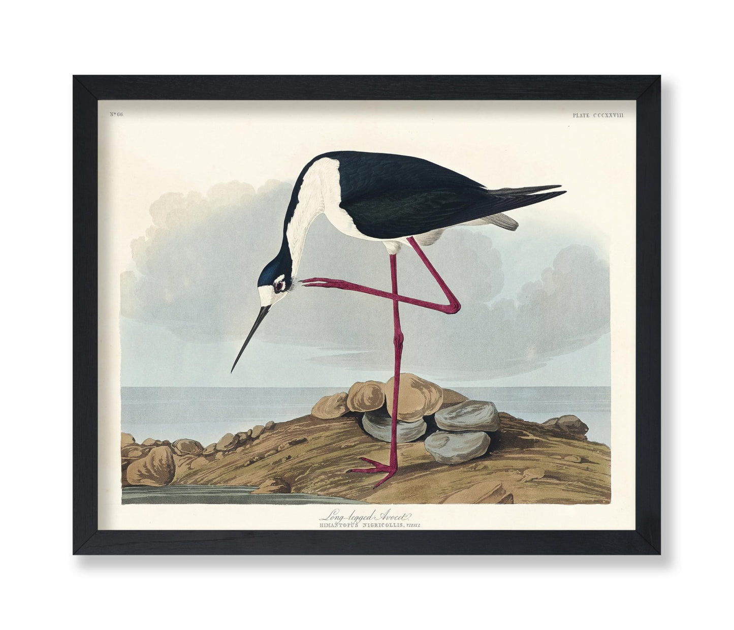 John James Audubon - Long Legged Avocet
