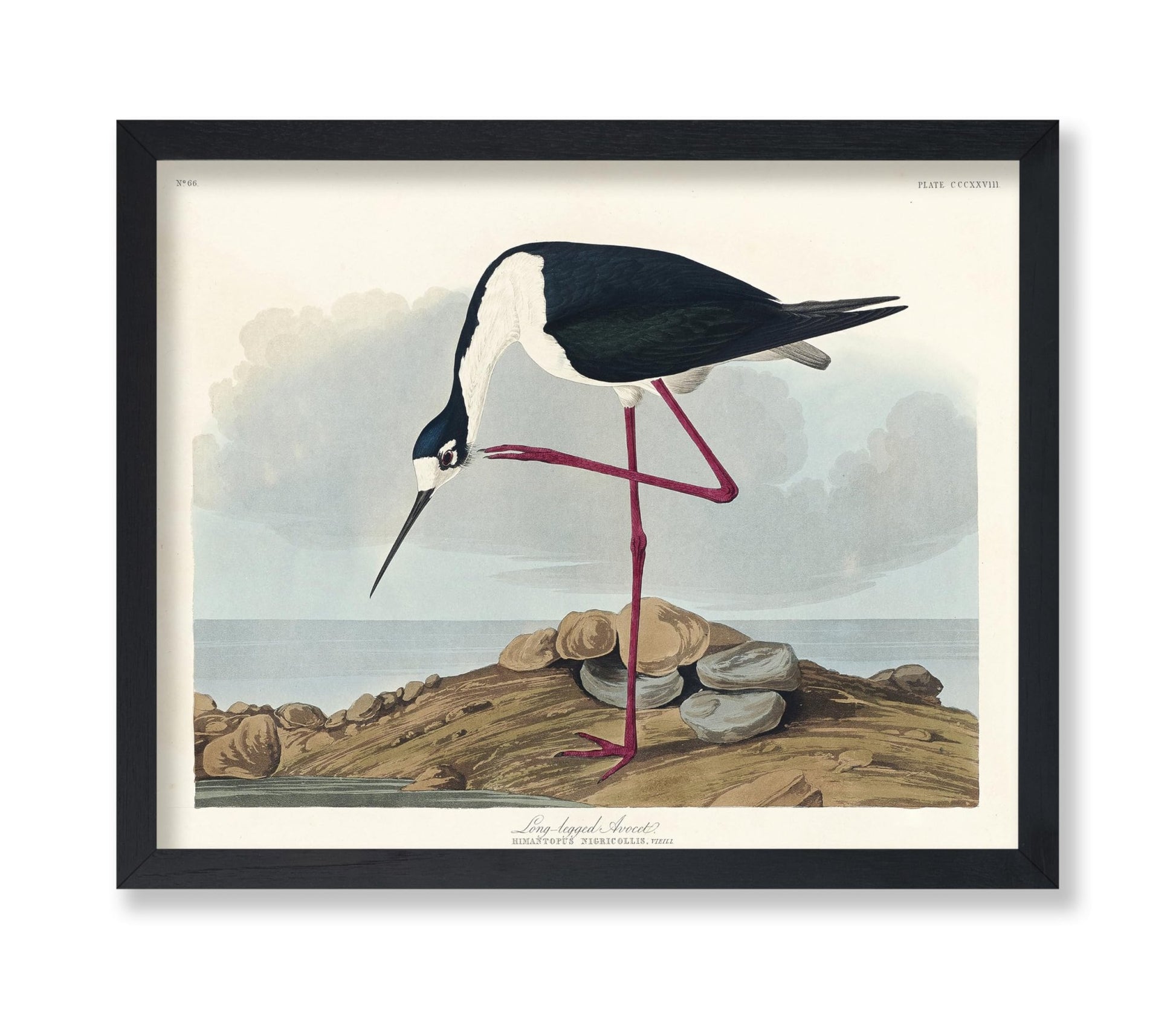 John James Audubon - Long Legged Avocet