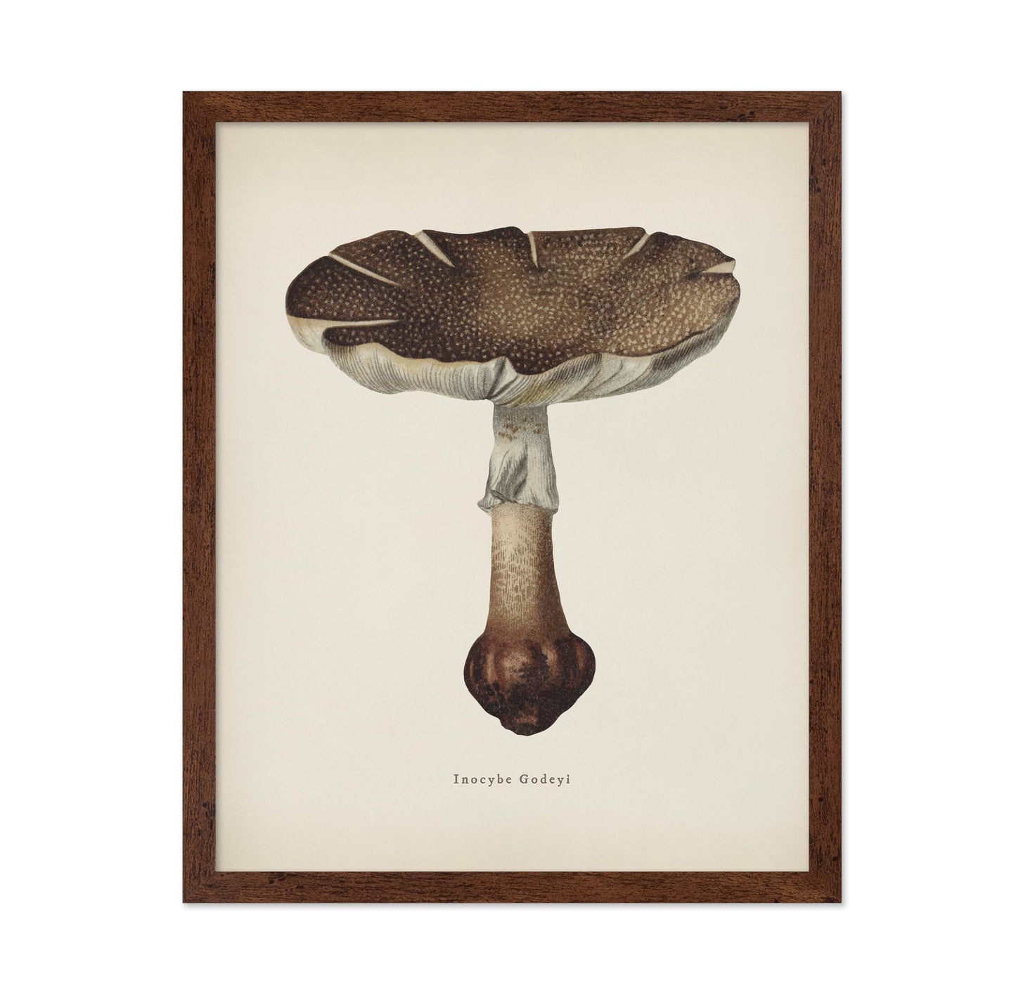 Inocybe Godeyl Mushroom
