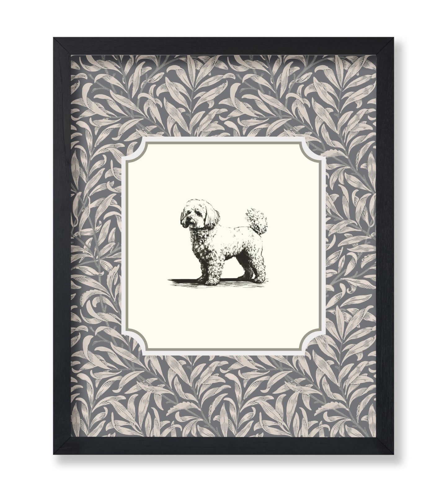 Bichon Frise