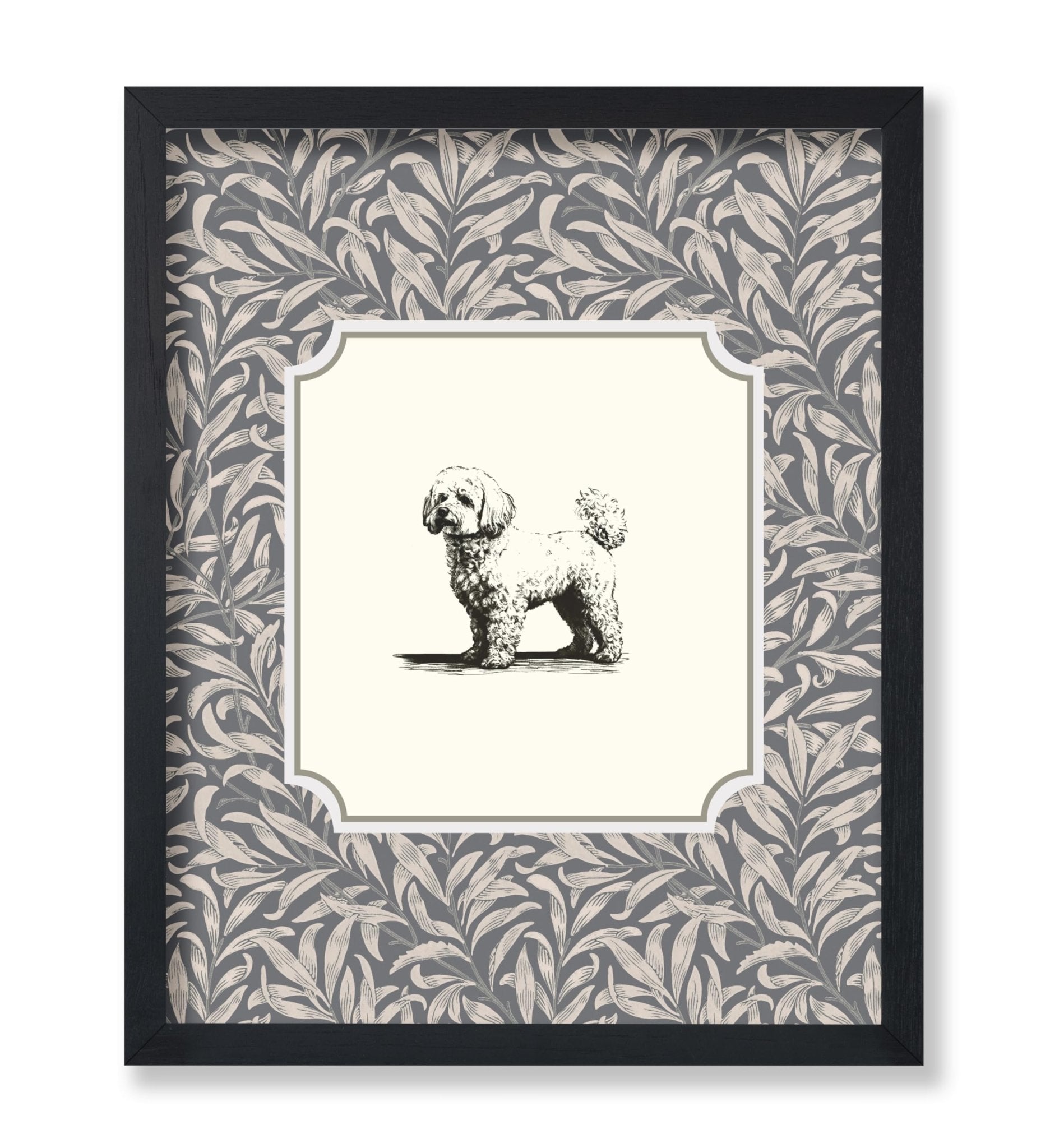 Bichon Frise