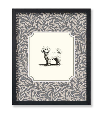 Bichon Frise