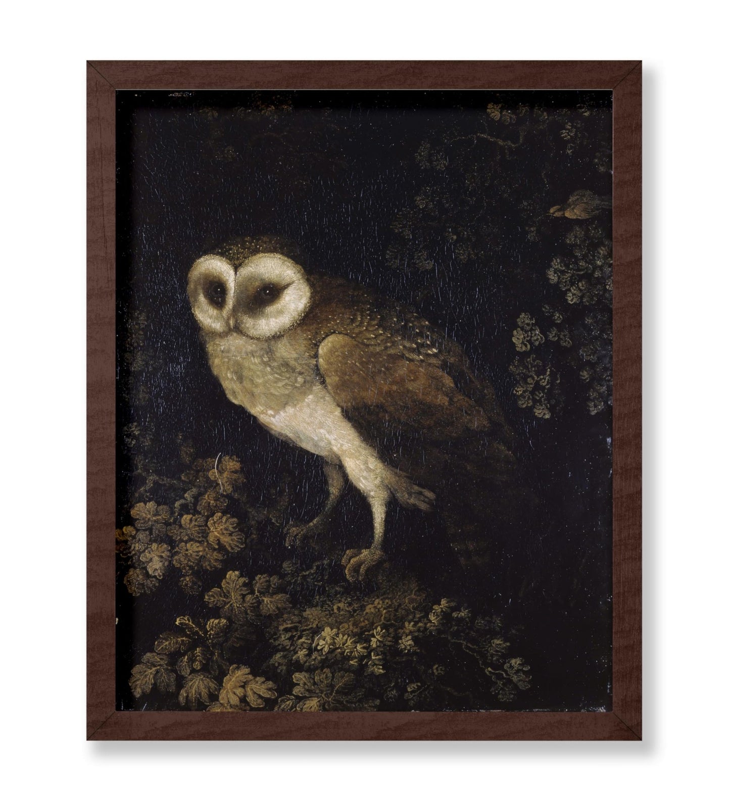 Moses Haughton - An Owl