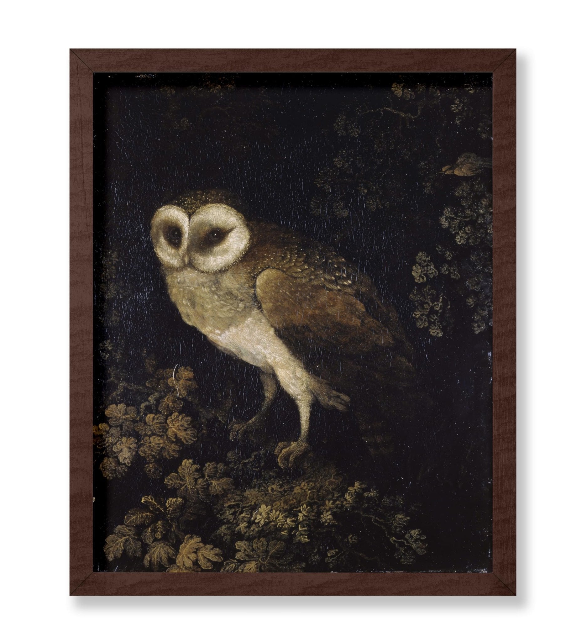 Moses Haughton - An Owl
