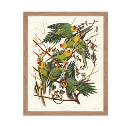 John James Audubon - Carolina Parrot