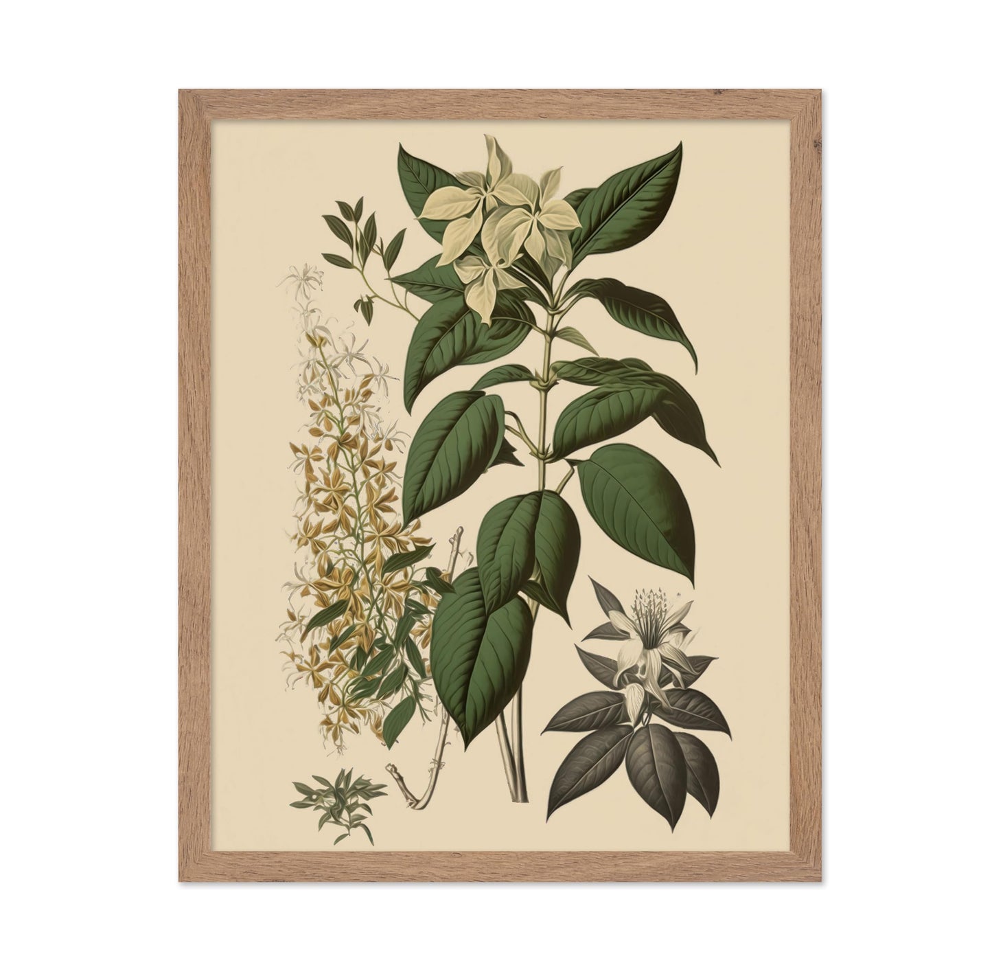 White Jasmine
