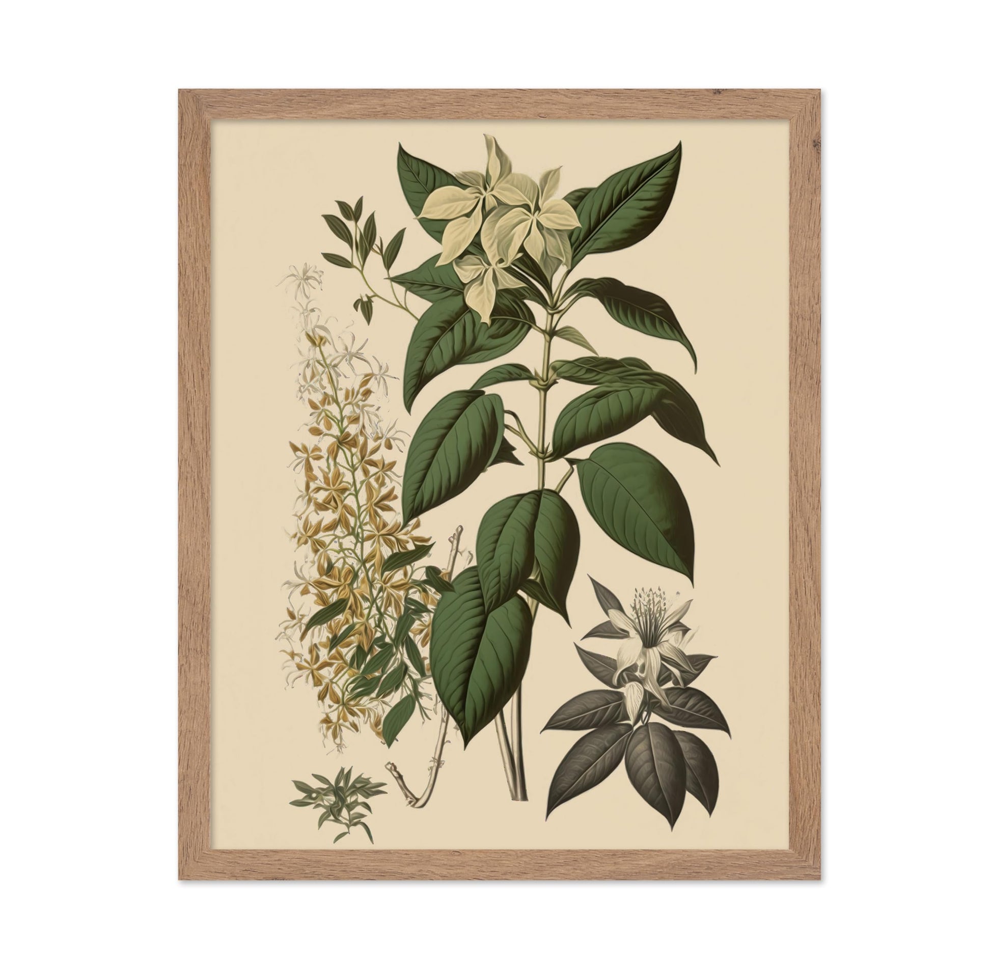 White Jasmine