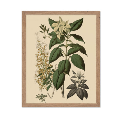 White Jasmine