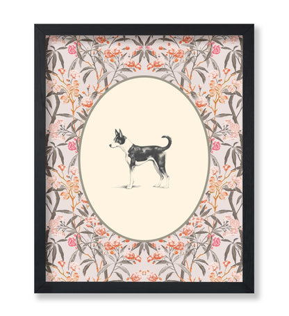 Basenji Portrait