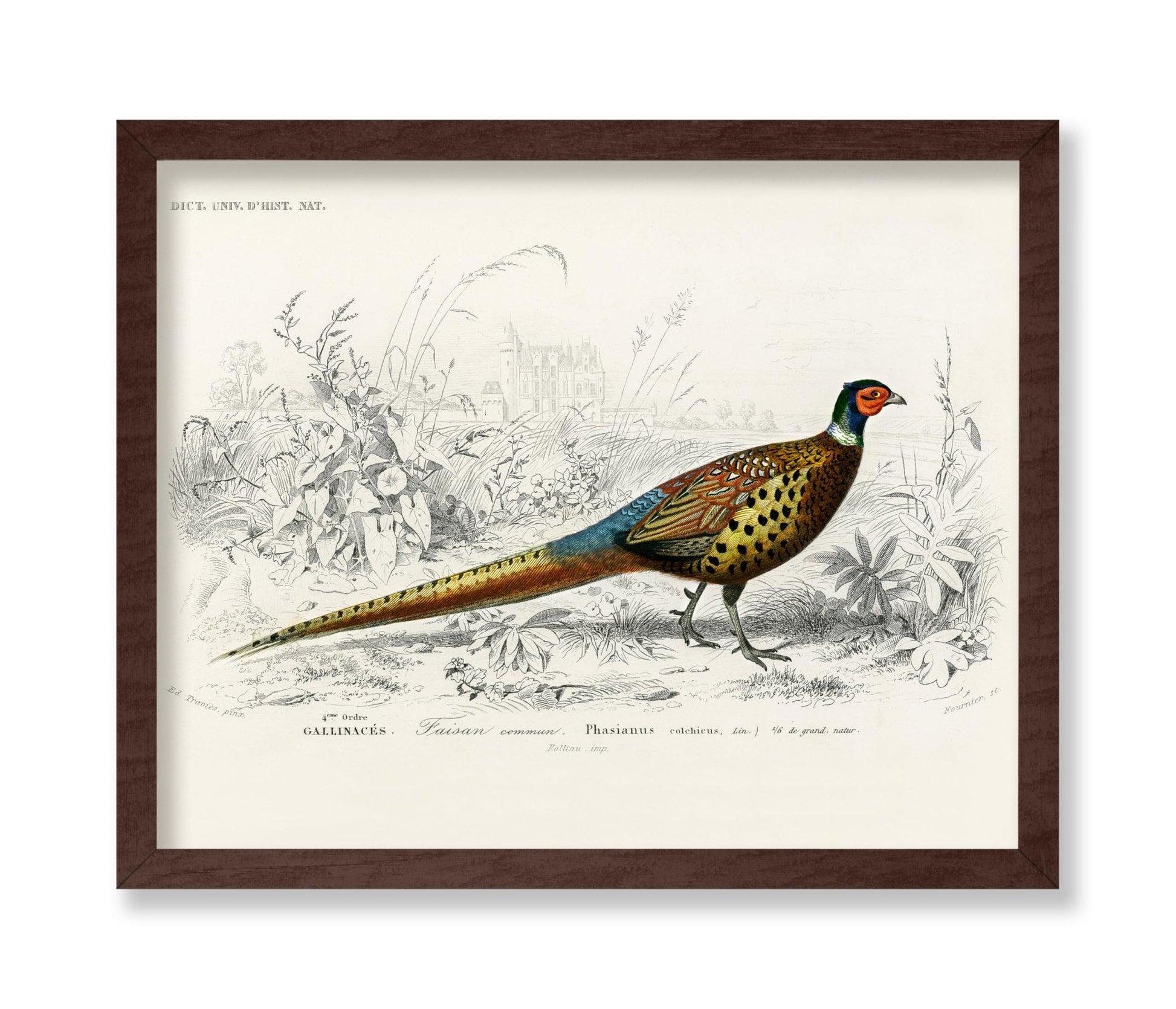 Ring Necked Pheasant