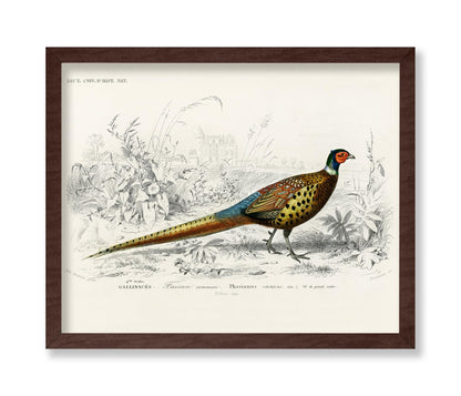 Ring Necked Pheasant