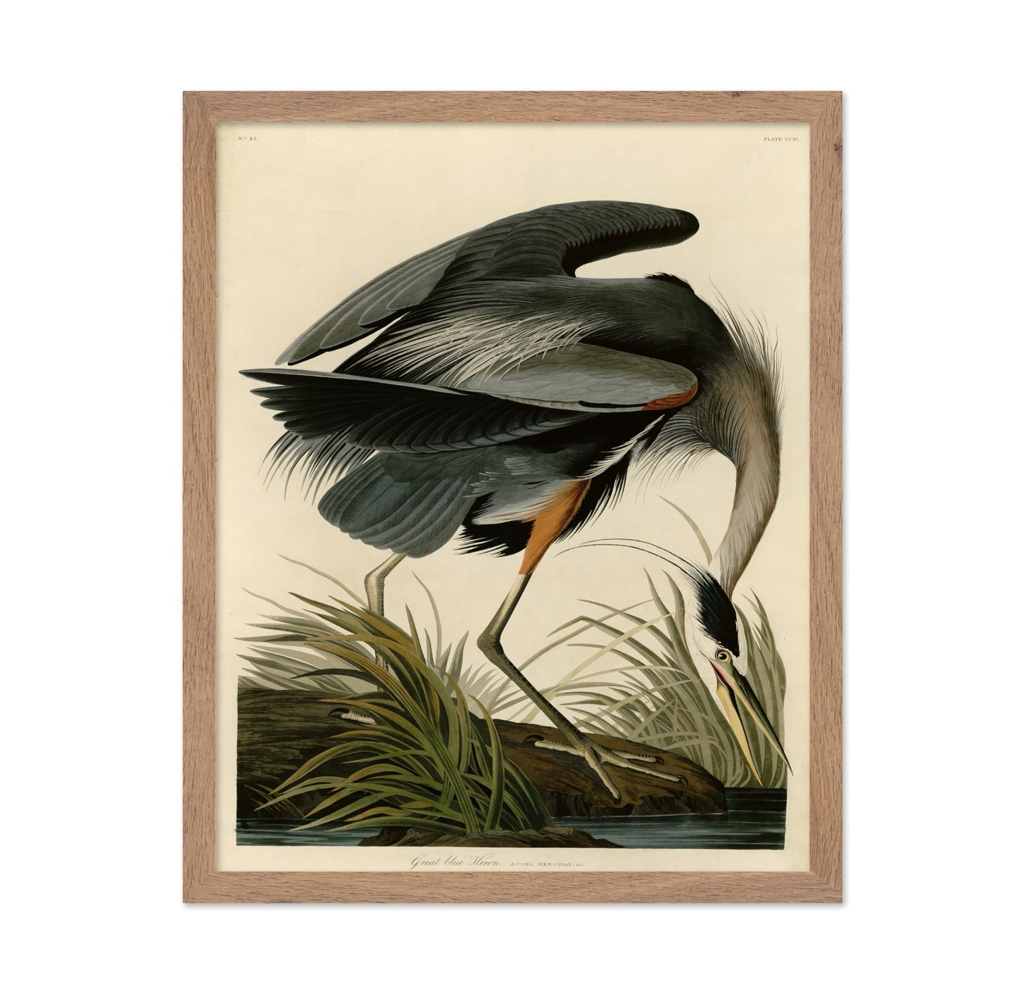 John James Audubon - Great Blue Heron