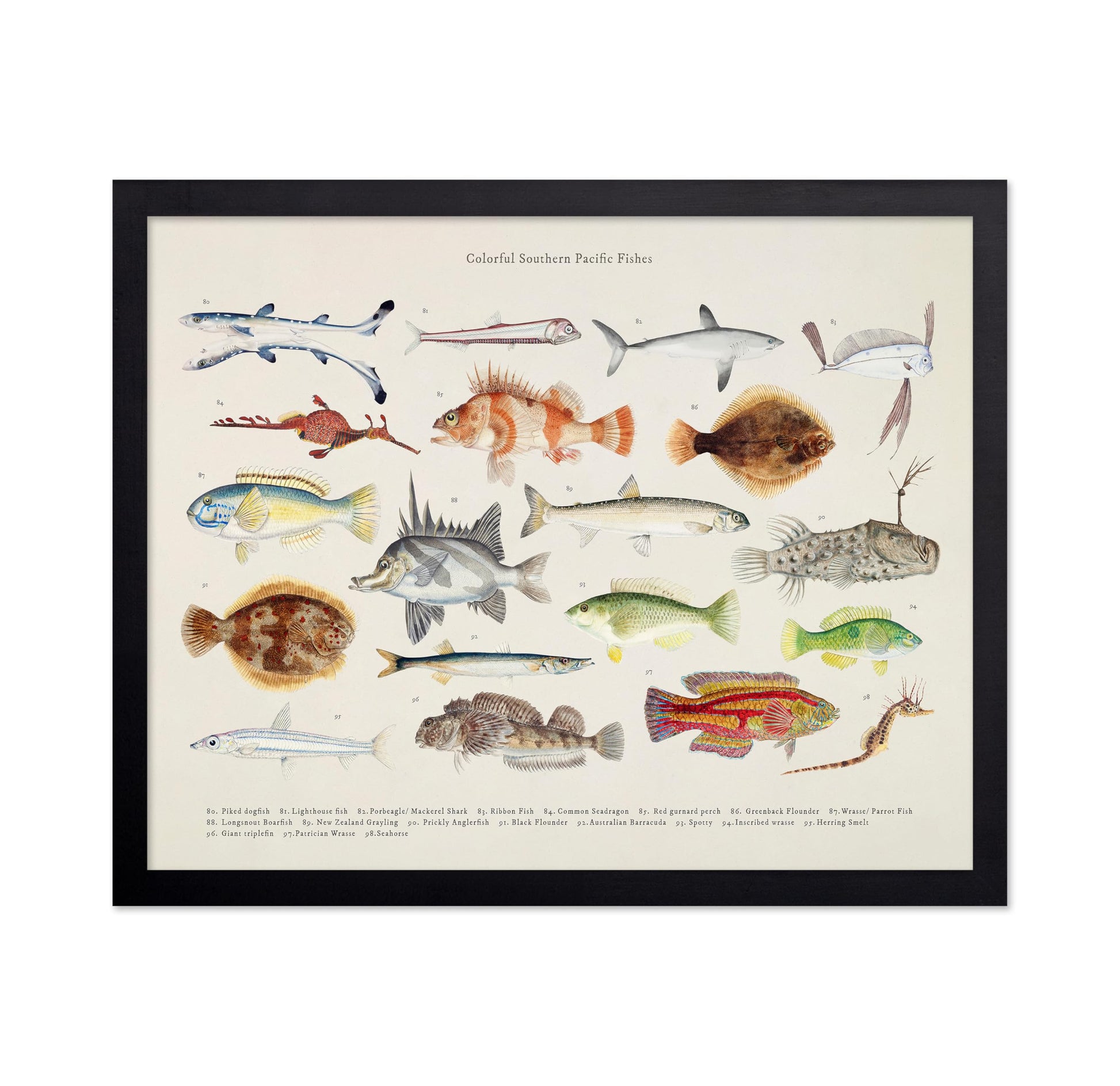 Southern Pacific Fishes No5