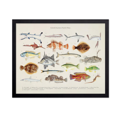 Southern Pacific Fishes No5