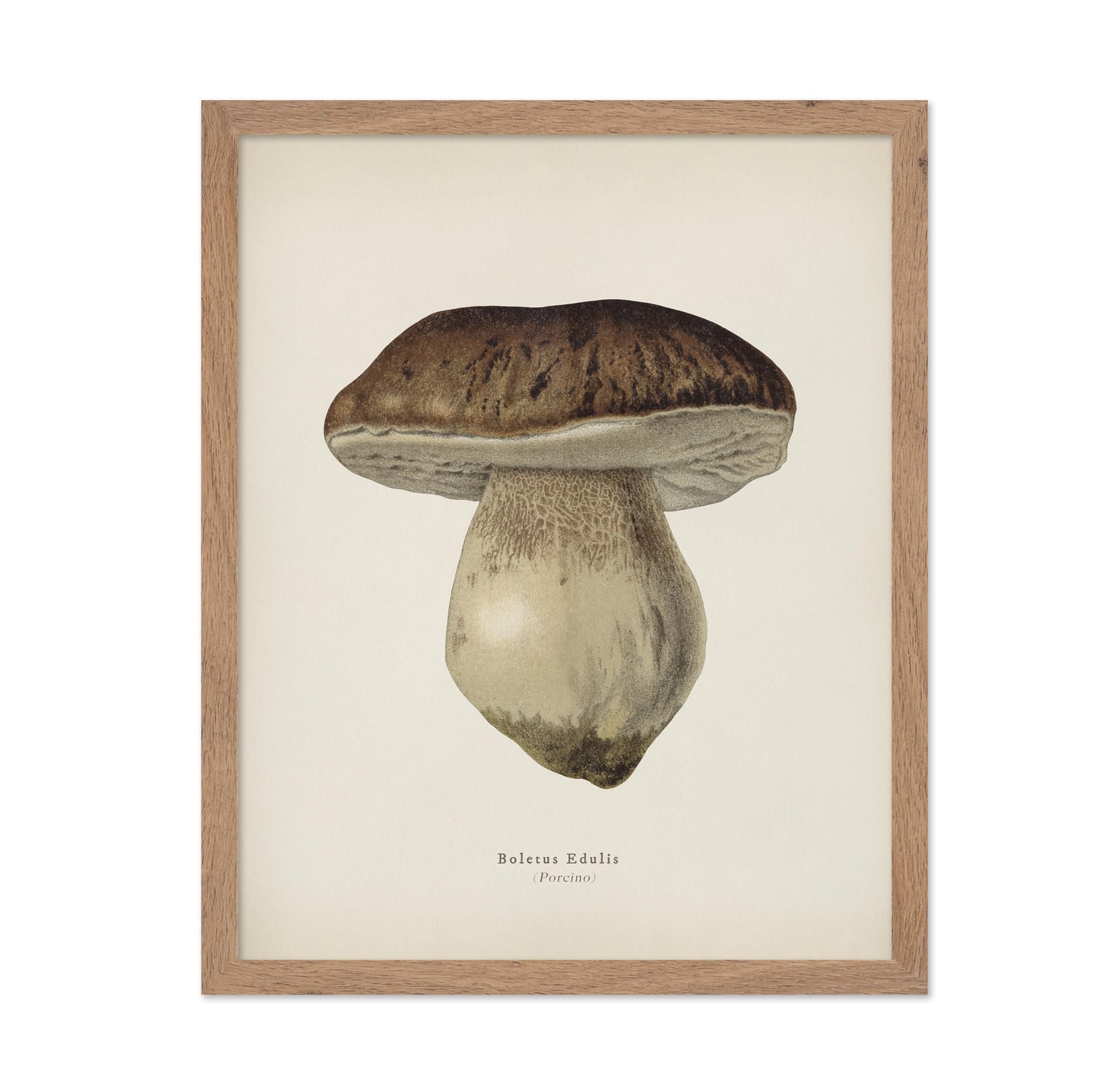 Porcino Mushroom No2