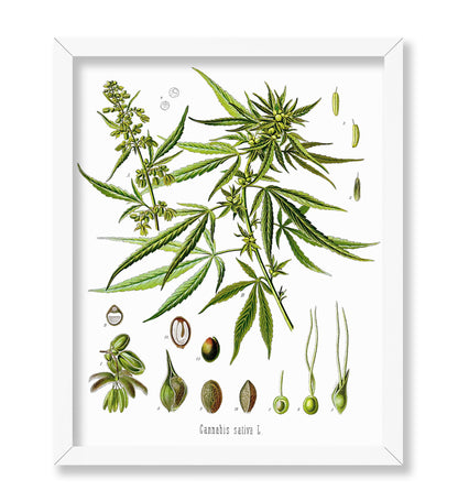 Cannabis Sativa