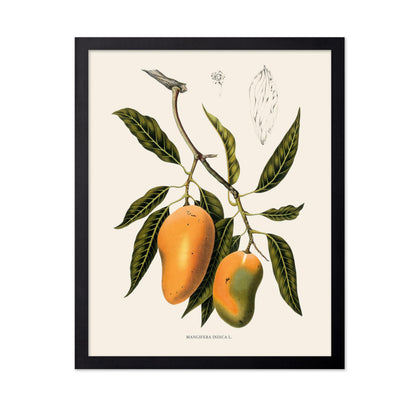 Mangifera Indica