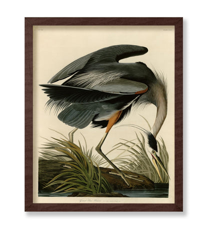 John James Audubon - Great Blue Heron