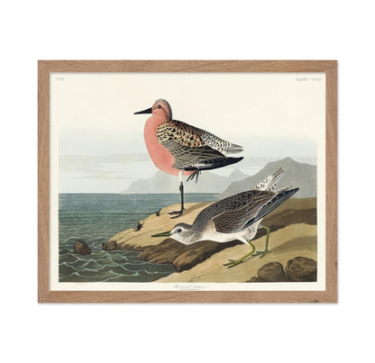 John James Audubon - Red Breasted Sandpiper