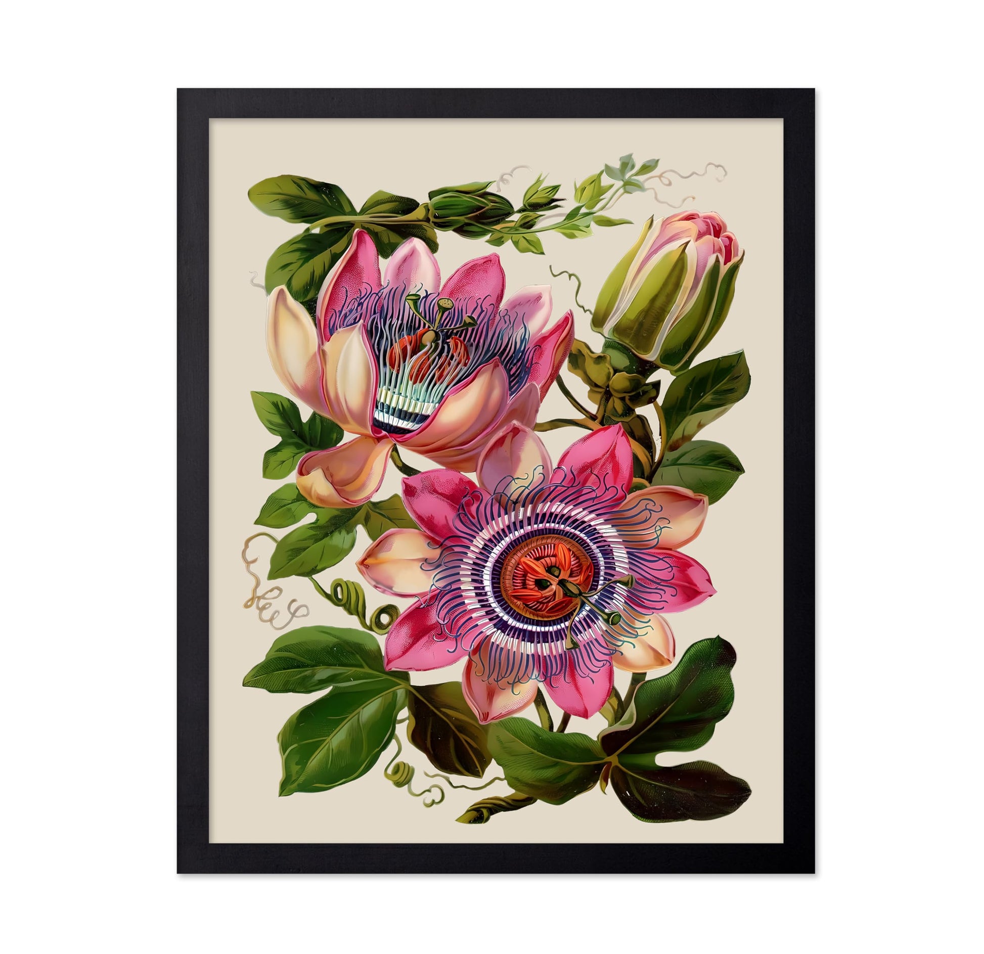 Passion Flower No2